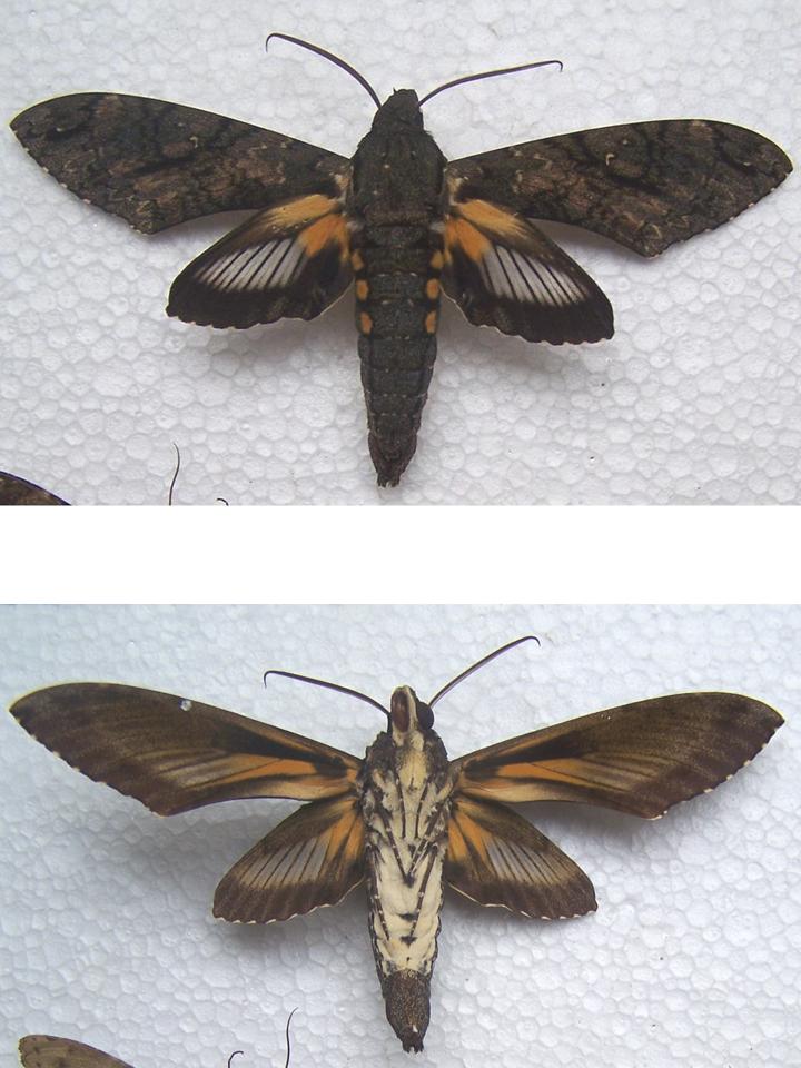 FIGURE 2 FIGURE 2